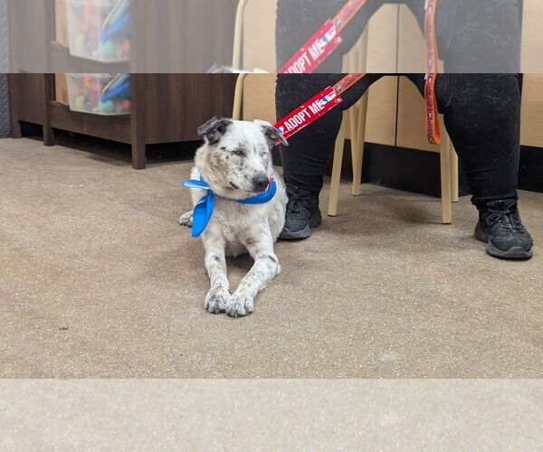 Medium Photo #5 Border Collie-Unknown Mix Puppy For Sale in Hinckley, IL, USA