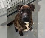 Small #4 American Pit Bull Terrier Mix