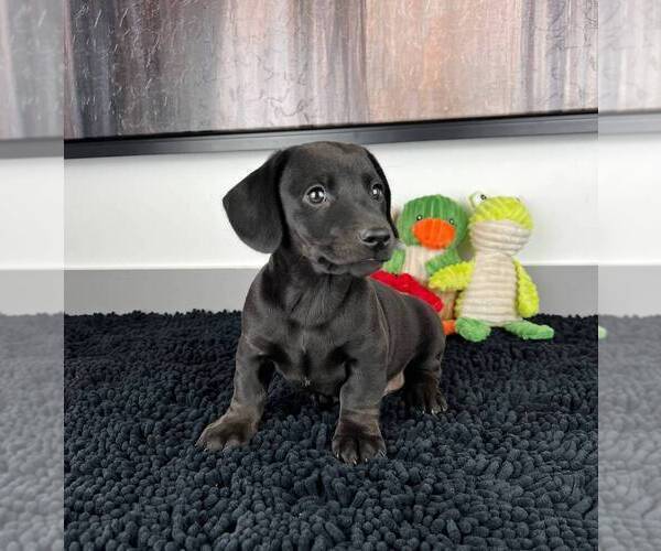 Medium Photo #3 Doxle Puppy For Sale in FRANKLIN, IN, USA