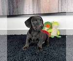 Small Photo #3 Doxle Puppy For Sale in FRANKLIN, IN, USA