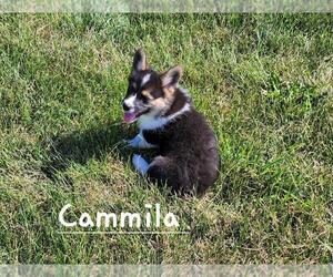 Pembroke Welsh Corgi Puppy for Sale in WYOMING, Illinois USA
