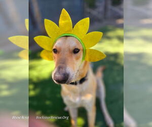 Carolina Dog-Unknown Mix Dogs for adoption in Chandler, AZ, USA