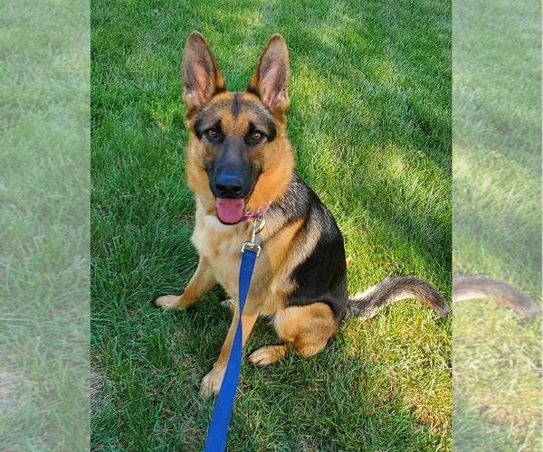 Medium Photo #1  Puppy For Sale in , 