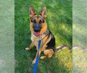 German Shepherd Dog Dogs for adoption in Gretna, NE, USA