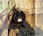 Small #2 Boxer