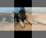 Small #4 German Shepherd Dog