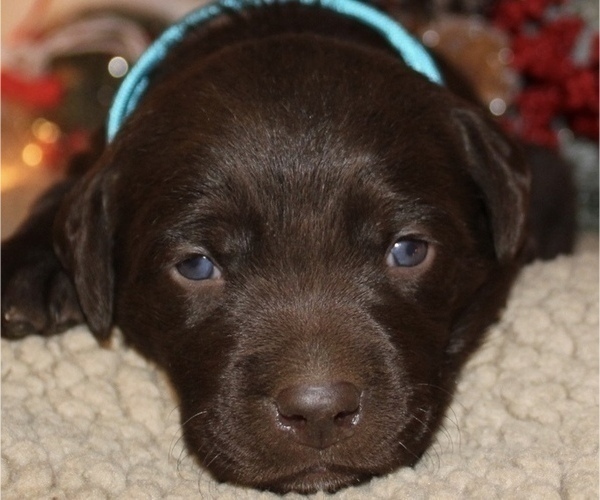 Medium Photo #5 Labrador Retriever Puppy For Sale in MANSFIELD, MO, USA