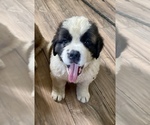 Puppy Equinox Saint Bernard