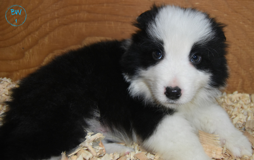 Medium Photo #7 Border Collie Puppy For Sale in WHITE SALMON, WA, USA