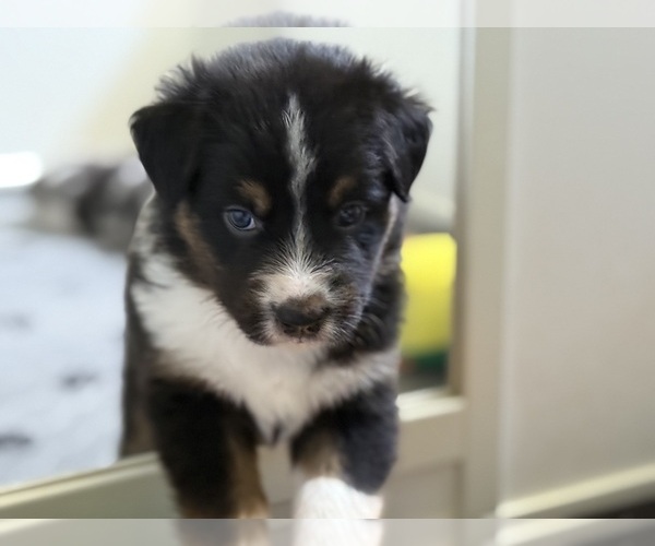 Medium Photo #12 Australian Shepherd Puppy For Sale in GREER, SC, USA