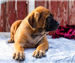 Small Photo #50 Mastiff Puppy For Sale in WAKARUSA, IN, USA