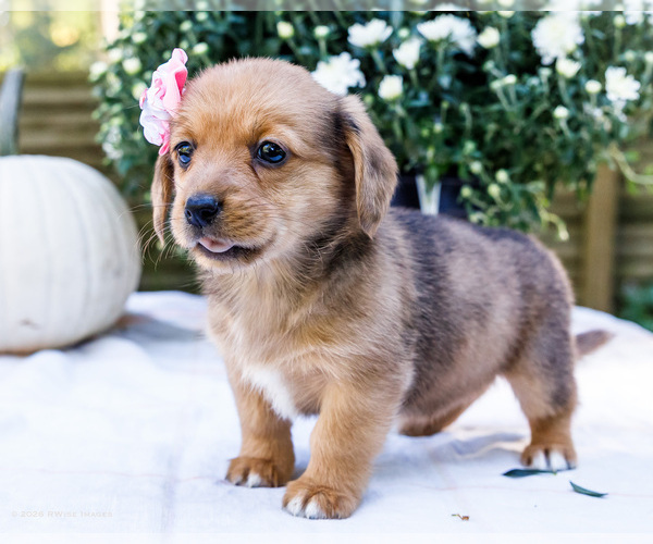 Medium Photo #9 Dorgi Puppy For Sale in WAKARUSA, IN, USA