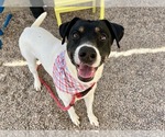Small Pointer Mix
