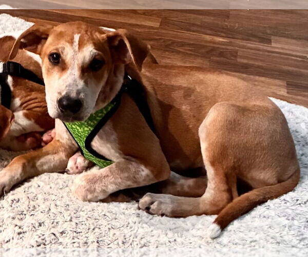 Medium Photo #5 Mutt Puppy For Sale in Chester, VA, USA