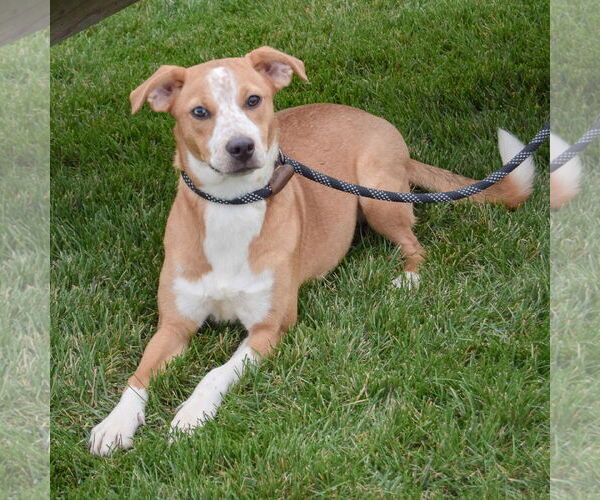 Medium Photo #2 Labrador Retriever-Red Heeler Mix Puppy For Sale in Huntley, IL, USA