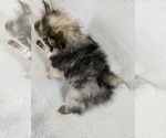 Small Photo #15 Pomeranian Puppy For Sale in BRONSON, MI, USA
