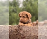 Small Photo #13 German Shepherd Dog Puppy For Sale in BRUSH PRAIRIE, WA, USA