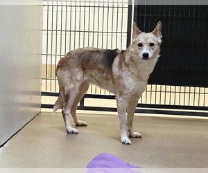 German Shepherd Dog-Unknown Mix Dogs for adoption in Martinez, CA, USA