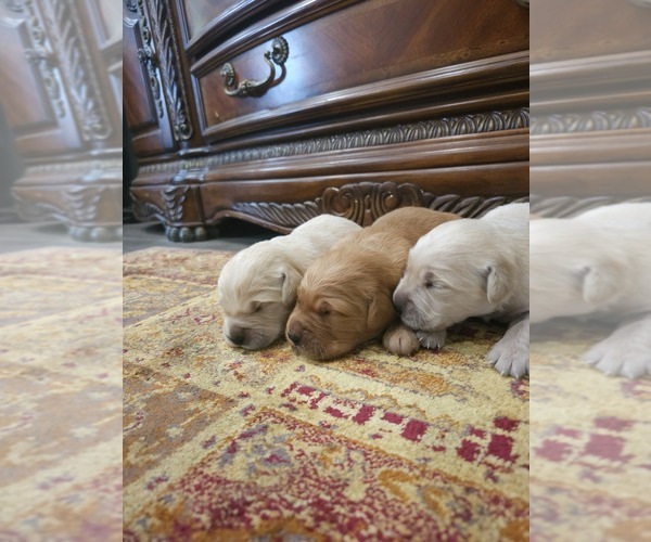 Medium Photo #5 Golden Retriever Puppy For Sale in ELVERTA, CA, USA