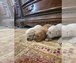 Small #4 Golden Retriever