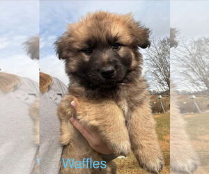 Basset Hound-Unknown Mix Dogs for adoption in Mouth Of Wilson, VA, USA