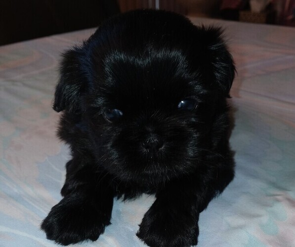 Medium Photo #1 Shih Tzu Puppy For Sale in SALEM, OR, USA