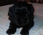 Puppy Lilly Shih Tzu