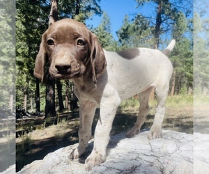 German Shorthaired Pointer Puppy for sale in AMES, IA, USA