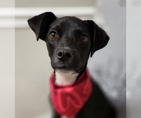 Medium Photo #4 Jack-Rat Terrier Puppy For Sale in Magnolia Springs, AL, USA