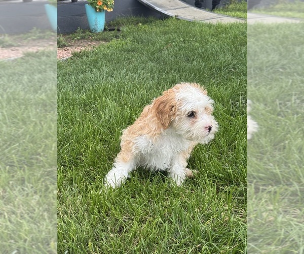 Medium Photo #3 Miniature Bernedoodle Puppy For Sale in LONGMONT, CO, USA