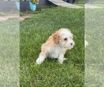 Small #2 Miniature Bernedoodle