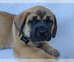 Small Photo #5 Mastador-Mastiff Mix Puppy For Sale in BROOKSVILLE, FL, USA
