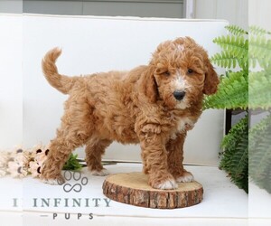Goldendoodle (Miniature) Puppy for sale in LEOLA, PA, USA