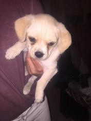Chug Puppy for sale in London, Ontario, Canada