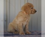 Small Photo #2 English Cream Golden Retriever-Poodle (Standard) Mix Puppy For Sale in FREDERICKSBG, OH, USA