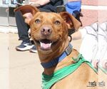 Novak - Male Labrador Retriever-Retriever  Mix Dog for Adoption - Small photo