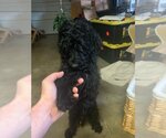 Small Photo #1 Poodle (Miniature)-Unknown Mix Puppy For Sale in San Antonio, TX, USA