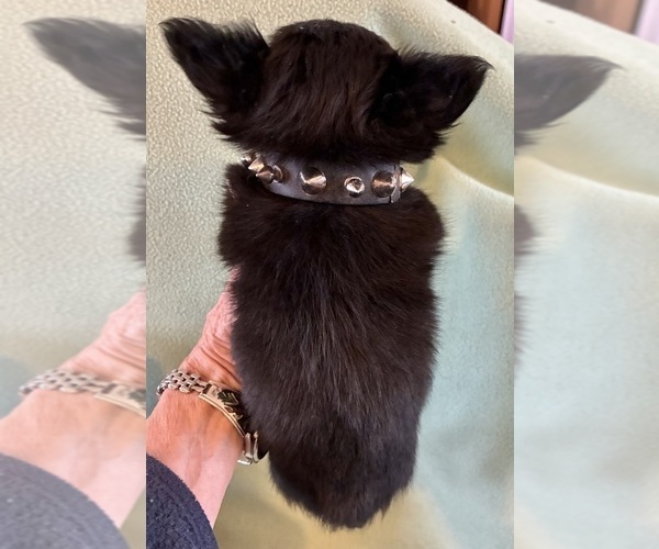 Medium Photo #6 Chihuahua Puppy For Sale in NEWVILLE, PA, USA