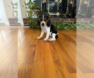 Beagle Litter for sale in WOODBRIDGE, VA, USA