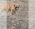 Puppy Lucky Boxer
