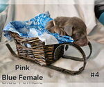 Image preview for Ad Listing. Nickname: Pink collar