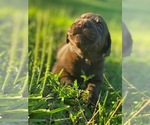Small Photo #6 Labrador Retriever Puppy For Sale in EUSTACE, TX, USA