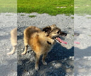 Keeshond Dogs for adoption in Jefferson, NJ, USA