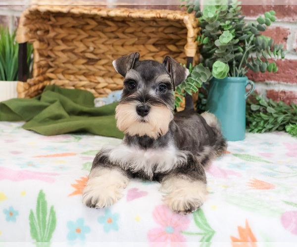 Medium Photo #6 Schnauzer (Miniature) Puppy For Sale in SYRACUSE, IN, USA