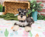 Small #5 Schnauzer (Miniature)