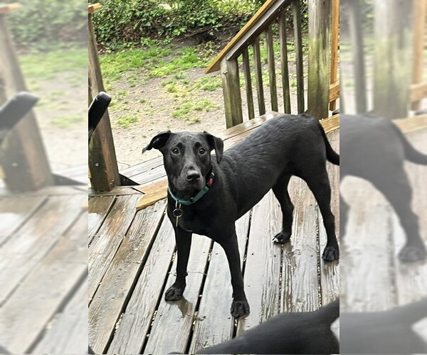 Medium Photo #2 Labrador Retriever-Unknown Mix Puppy For Sale in Mount Laurel, NJ, USA