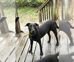 Small #1 Labrador Retriever Mix