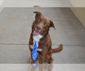 Golden Retriever-Unknown Mix Dogs for adoption in McKinney, TX, USA