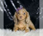 Puppy Pheonix ACA Dachshund