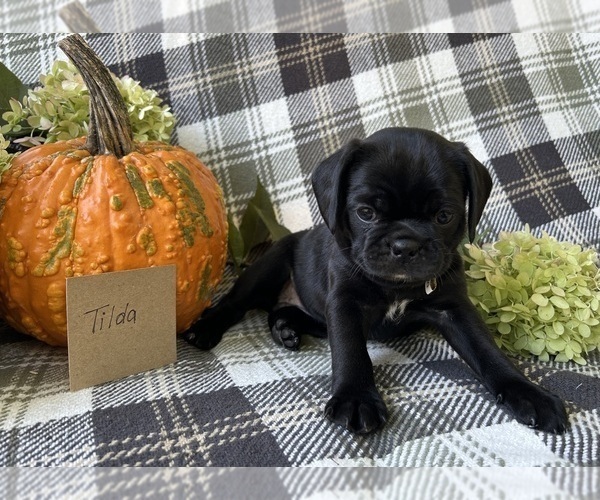 Medium Photo #6 Puggle Puppy For Sale in ELKTON, VA, USA